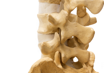 human spine